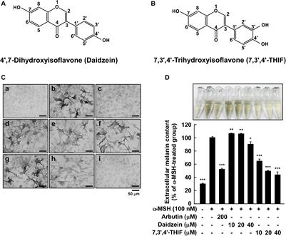 7,3′,4′-Trihydroxyisoflavone, a Metabolite of the Soy Isoflavone Daidzein, Suppresses α-Melanocyte-Stimulating Hormone-Induced Melanogenesis by Targeting Melanocortin 1 Receptor